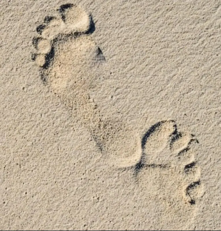 Gallinero Revolucionado OnlyFans foot-themed content