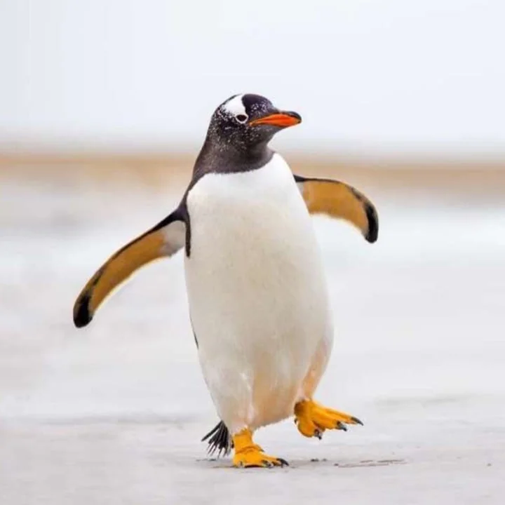 Mcpenguen OnlyFans creator from Bursa