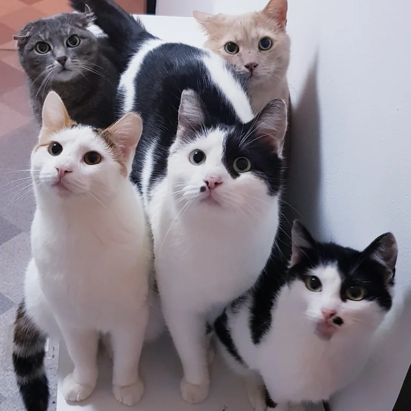 Thecathouse OnlyFans profile picture - Cute creator